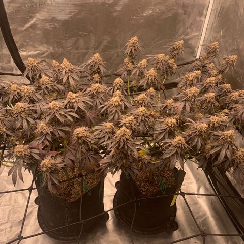 Gas Nana growlog timeline photo