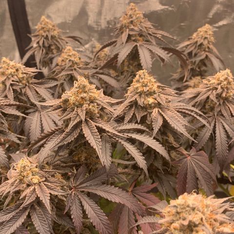 Gas Nana growlog timeline photo