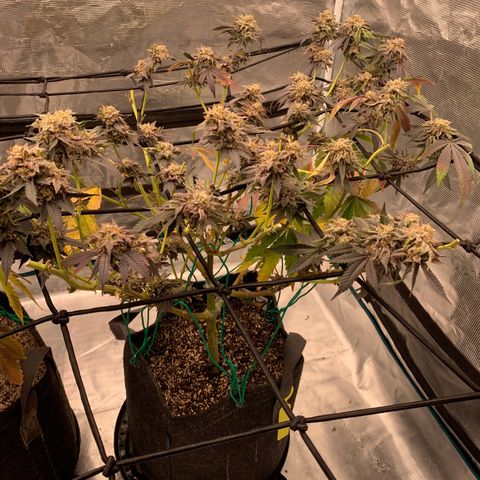 Gas Nana growlog photo: After removal of top colas 
