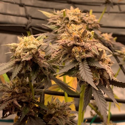 Gas Nana growlog photo: After removal of top colas 