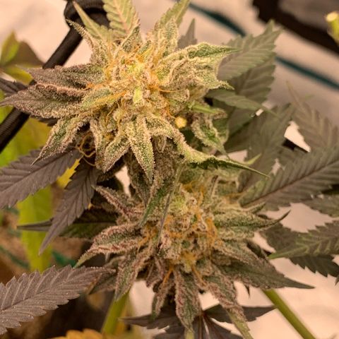 Gas Nana growlog photo: After removal of top colas 