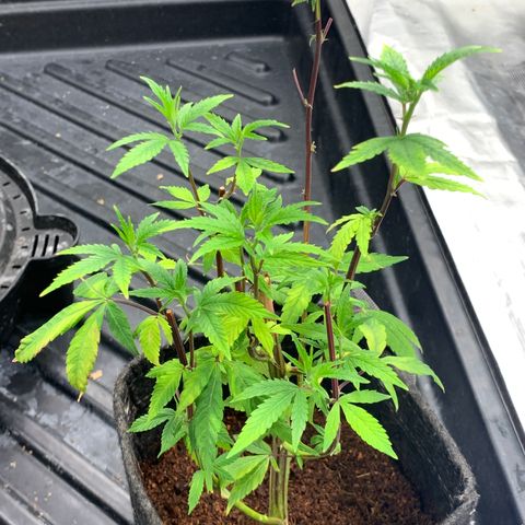 Gelonade 2 growlog timeline photo