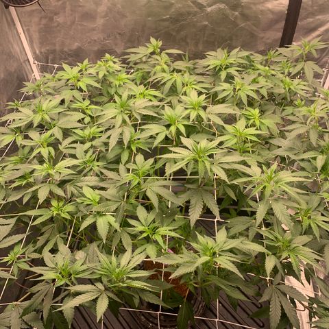 Gelonade growlog timeline photo