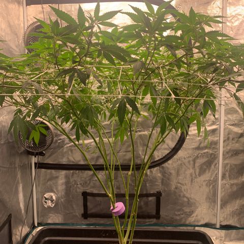 Gelonade growlog timeline photo