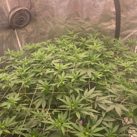 Gelonade growlog timeline photo