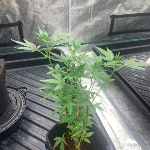 Gelonade 2 growlog timeline photo