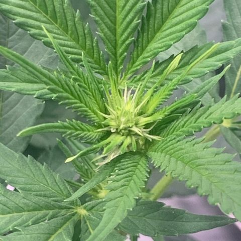 Gelonade growlog timeline photo