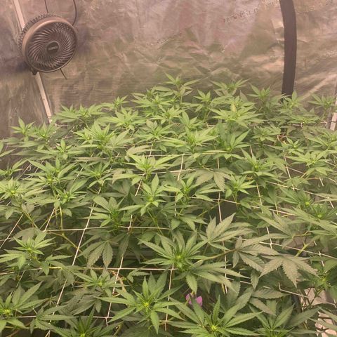 Gelonade growlog timeline photo