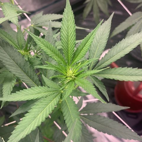 Gelonade growlog timeline photo
