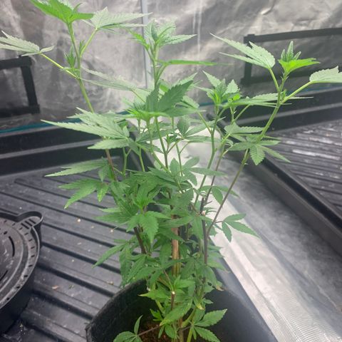 Gelonade 2 growlog timeline photo