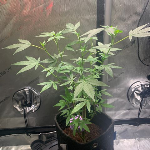 Gelonade 2 growlog timeline photo