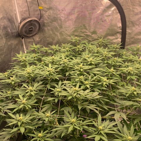 Gelonade growlog timeline photo