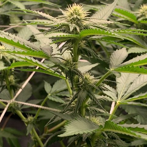 Gelonade growlog timeline photo