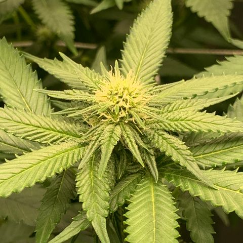 Gelonade growlog timeline photo