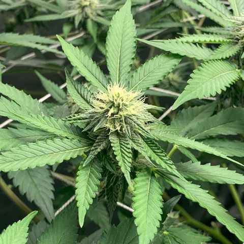 Gelonade growlog timeline photo