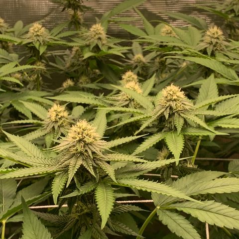 Gelonade growlog timeline photo