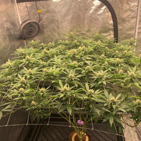 Gelonade growlog timeline photo