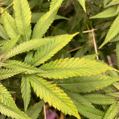 Gelonade growlog photo: Potassium deficiency due to nutrient lock out