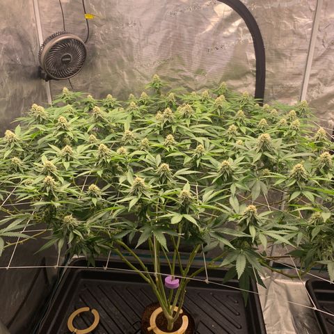 Gelonade growlog photo: Potassium deficiency due to nutrient lock out