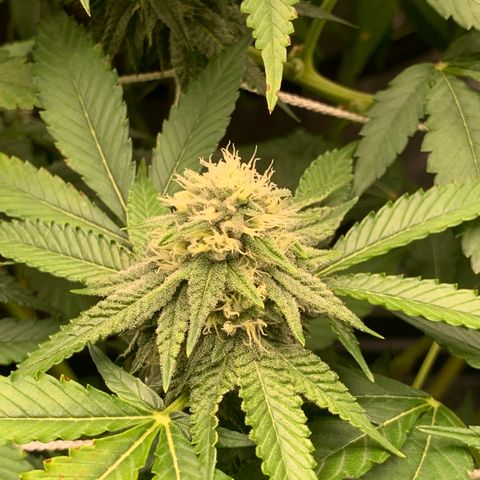 Gelonade growlog photo: Potassium deficiency due to nutrient lock out