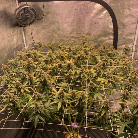 Gelonade growlog timeline photo