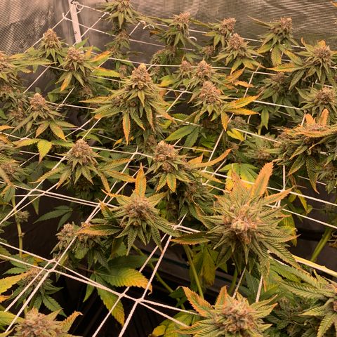 Gelonade growlog timeline photo
