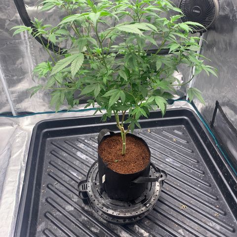 Gelonade 2 growlog timeline photo