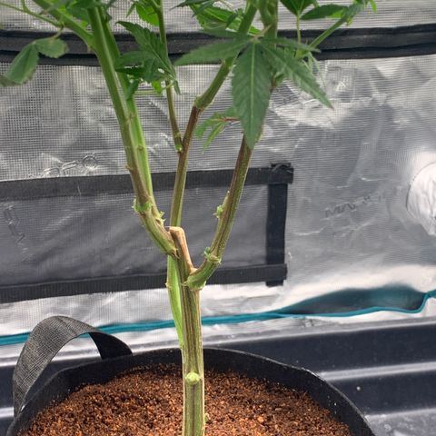 Gelonade 2 growlog timeline photo