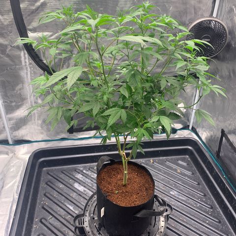 Gelonade 2 growlog timeline photo