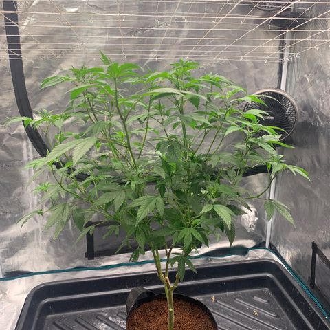 Gelonade 2 growlog timeline photo