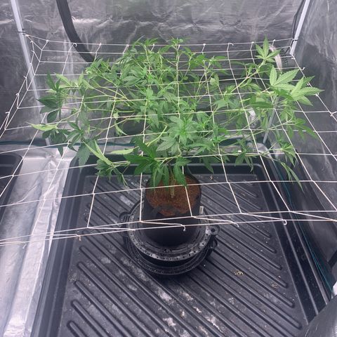 Gelonade 2 growlog timeline photo