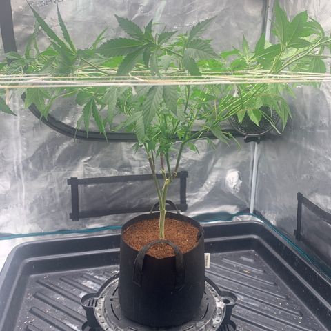 Gelonade 2 growlog timeline photo