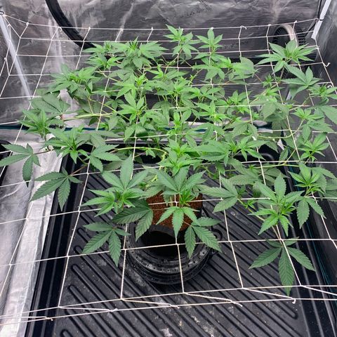 Gelonade 2 growlog timeline photo