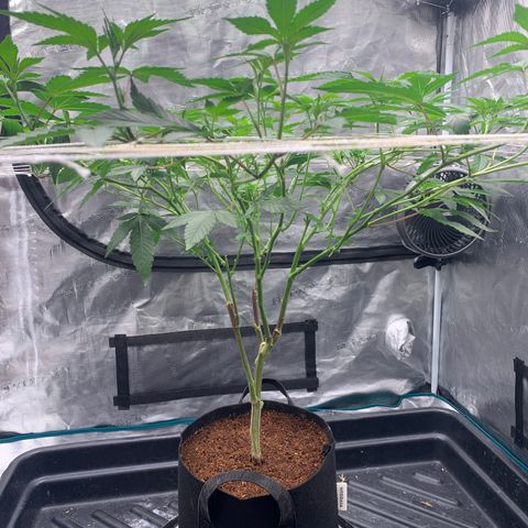 Gelonade 2 growlog timeline photo