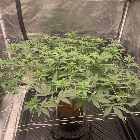 Gelonade 2 growlog timeline photo