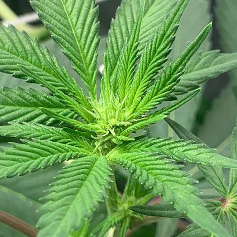 Gelonade 2 growlog timeline photo