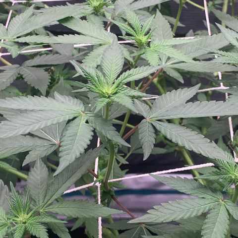 Gelonade 2 growlog timeline photo