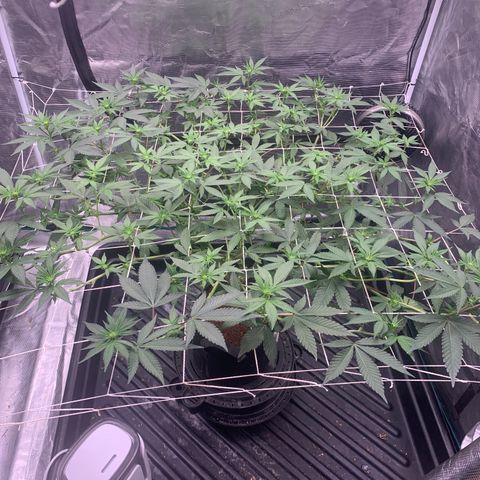 Gelonade 2 growlog timeline photo