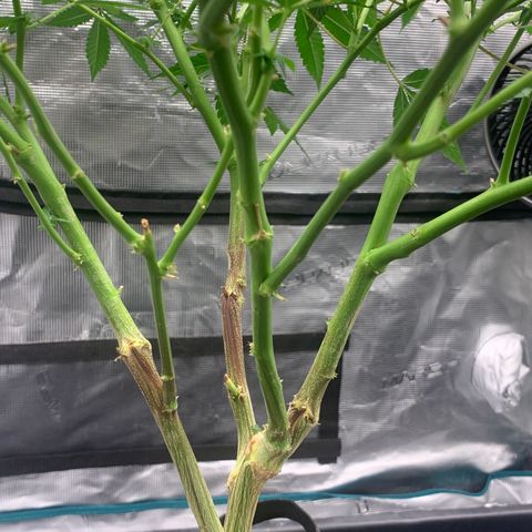 Gelonade 2 growlog timeline photo