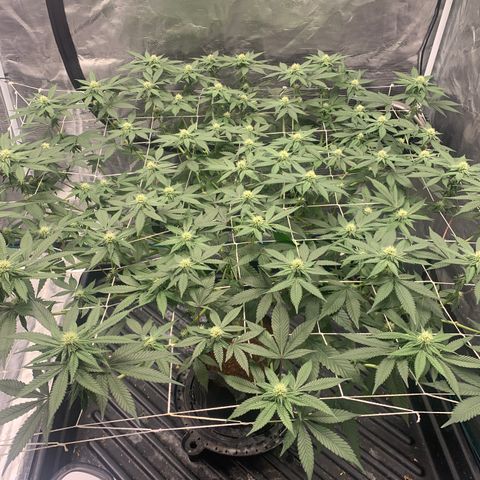 Gelonade 2 growlog timeline photo