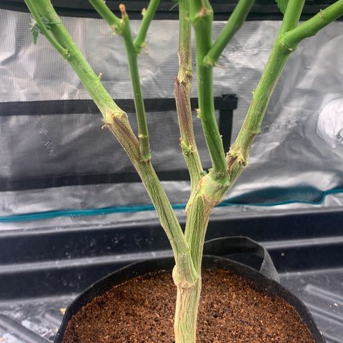 Gelonade 2 growlog timeline photo