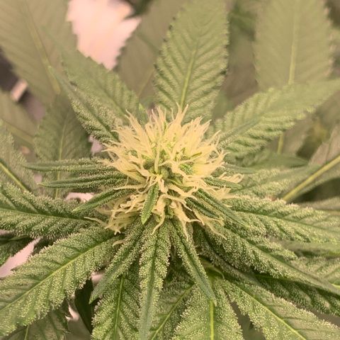 Gelonade 2 growlog timeline photo