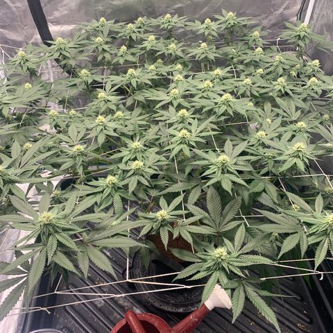 Gelonade 2 growlog timeline photo