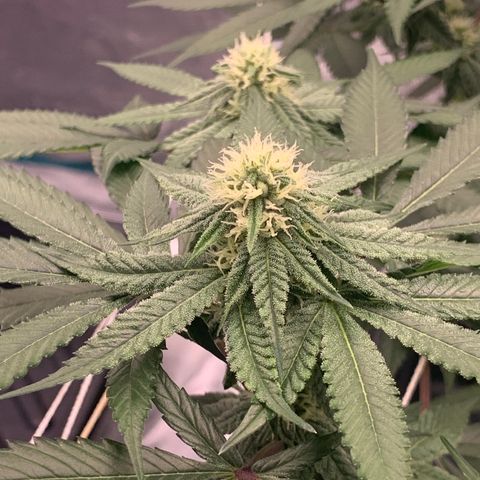 Gelonade 2 growlog timeline photo