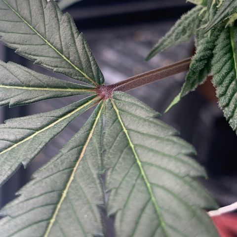 Gelonade 2 growlog timeline photo