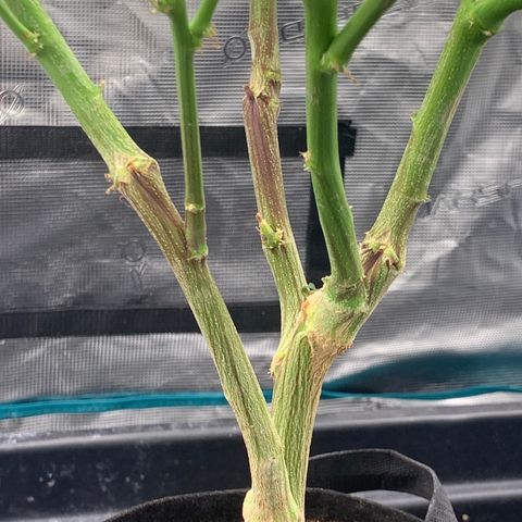 Gelonade 2 growlog timeline photo