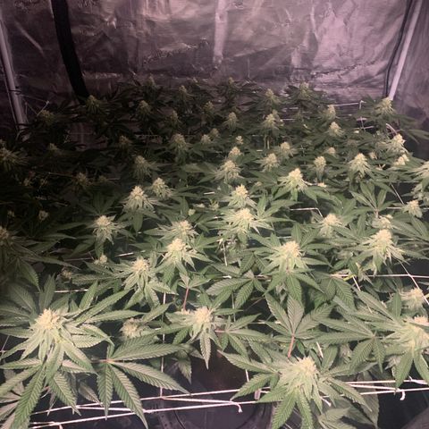 Gelonade 2 growlog timeline photo