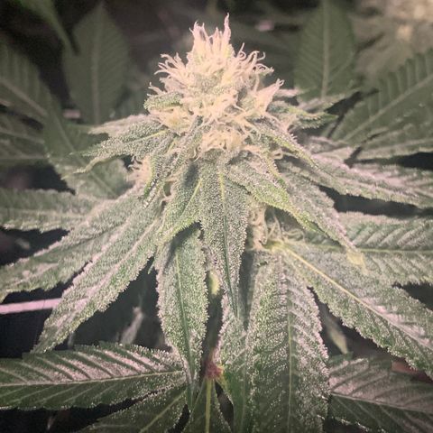 Gelonade 2 growlog timeline photo