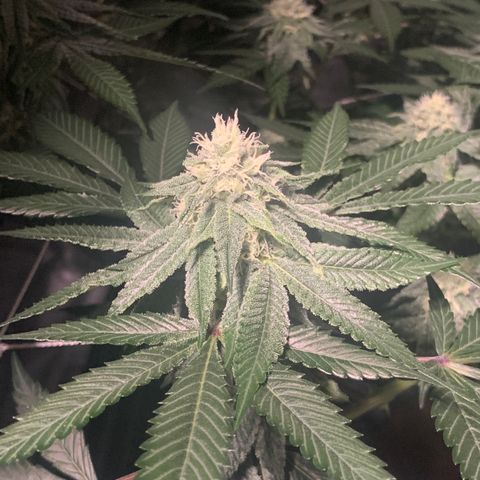Gelonade 2 growlog timeline photo