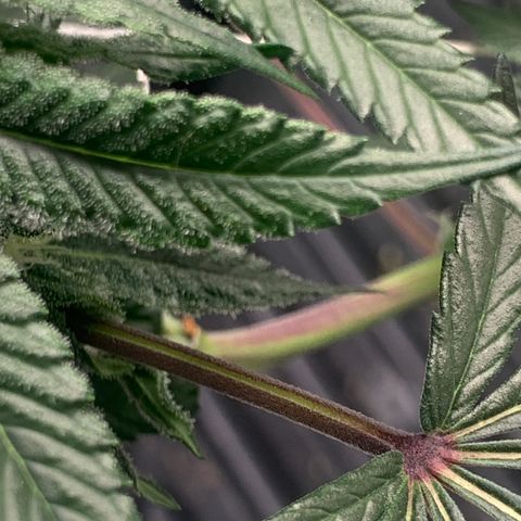 Gelonade 2 growlog timeline photo